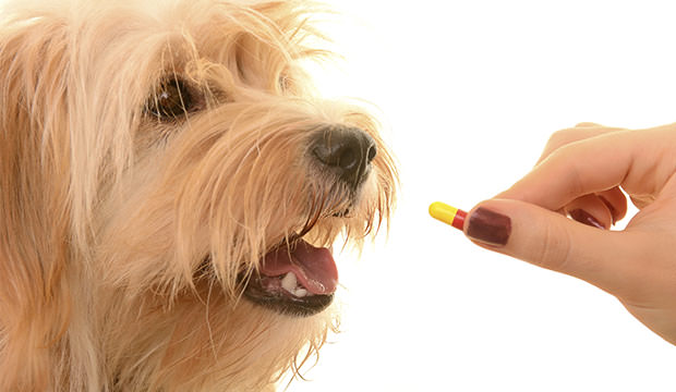 Benefits of using CBD oil for dogs