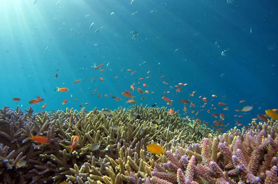 How conservation finance helps protect oceans for the future