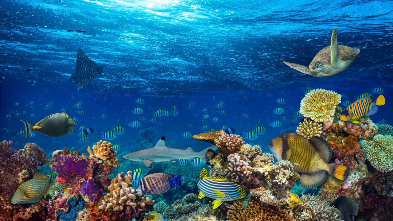 https://coralvita.co/coral-cafe/conservation-finance/
